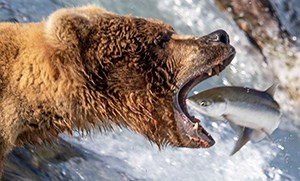 A bear stands with his mouth open to catch a fish