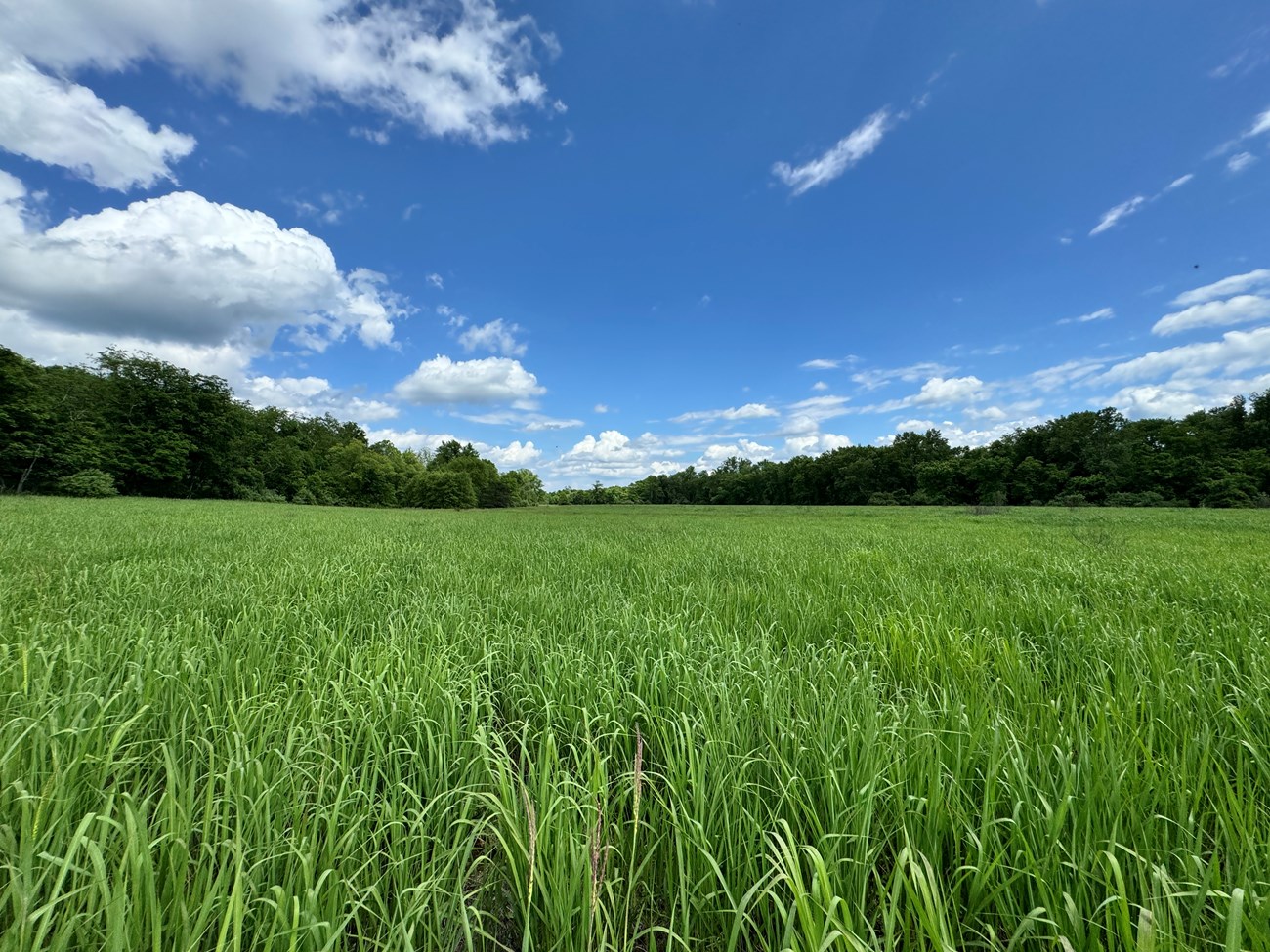 vibrant green grass grows in a field between two lines of evergreen trees