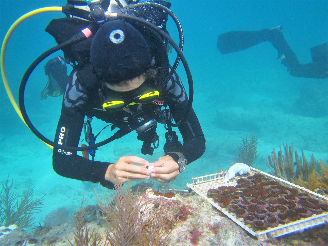 a person in scuba gear examines a piece of coral underwater