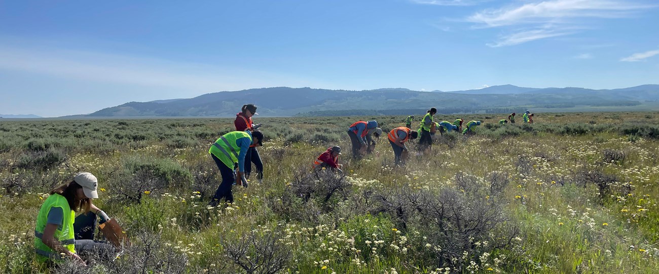 a row of people collecting seeds from shrubs in a field