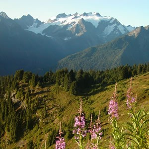 Several pinkish flowers stand on a hillside with a large snow-covered mountain in the background at Olympic National Park.