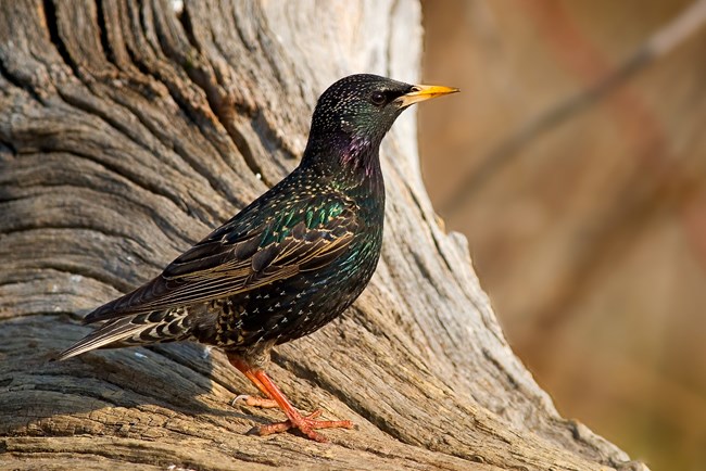 single bird stands in front of rock wall