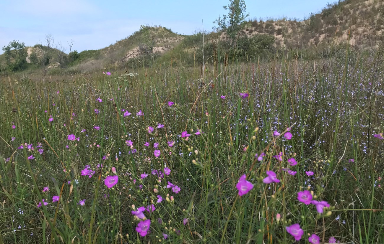 pink wildflowers in bloom among tall grass