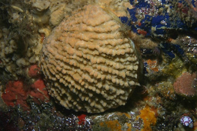tan rock scallop attached to rock underwater