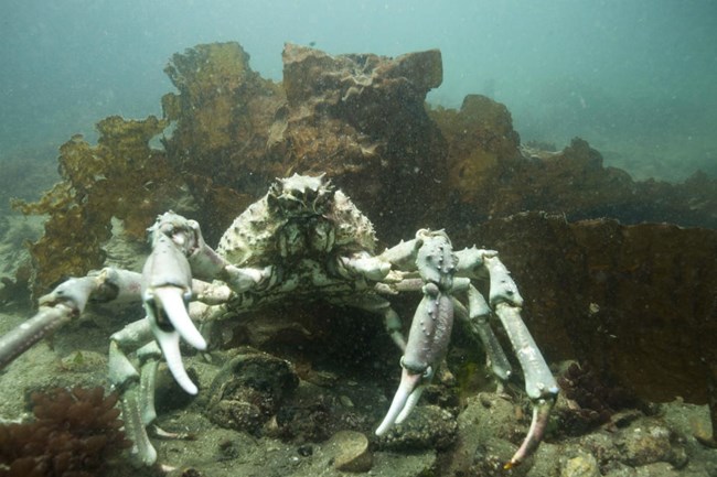 white sheep crab on ocean floor in front of strand of kelp