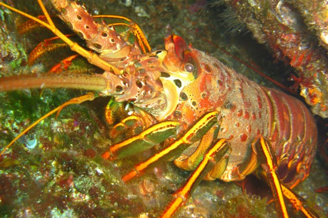 red spiny lobster emerges from rocky crevice