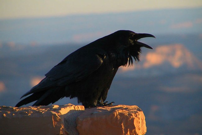Black raven cawing from a rocky perch