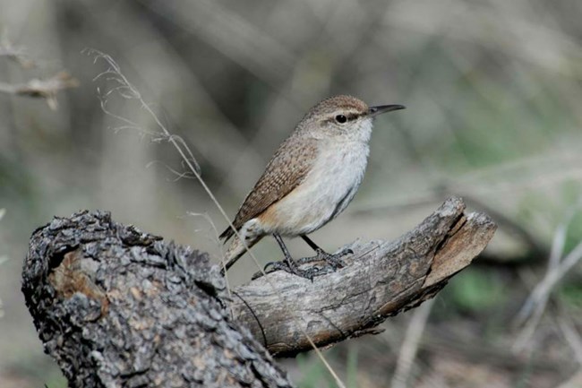 gray rock wren perched on a log