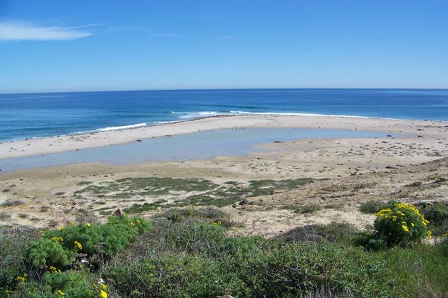 stretch of sand extending into the ocean with green shrubs visible in the foreground