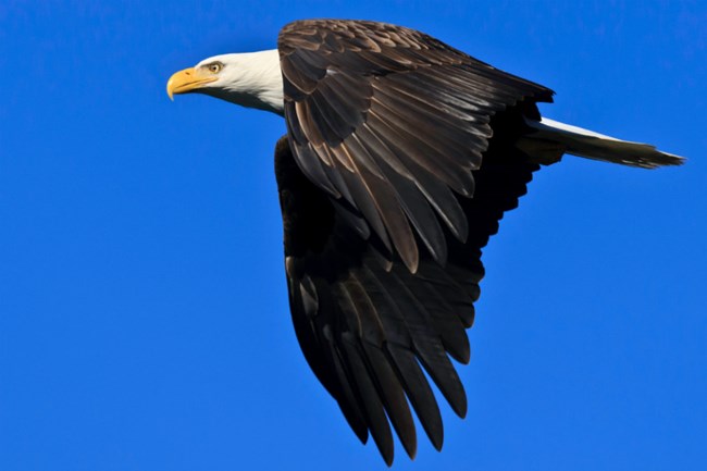 white and brown bald eagle flying in blue sky