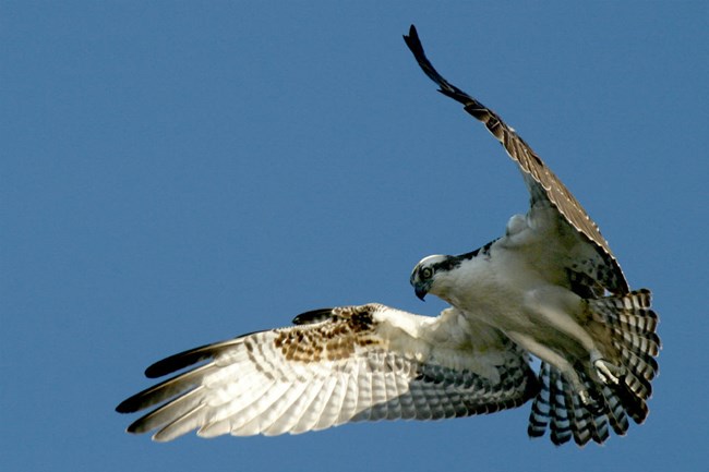 Grey and white osprey in mid-flight