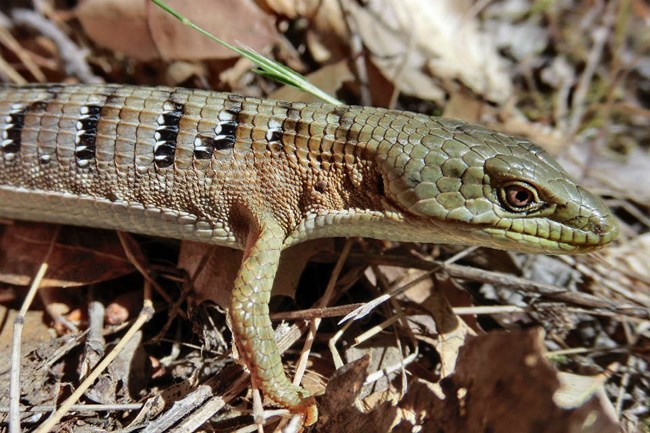 closeup view of lizard among brush