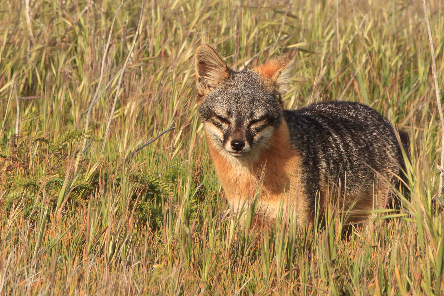 Brown and rust colored fox in tan grass.