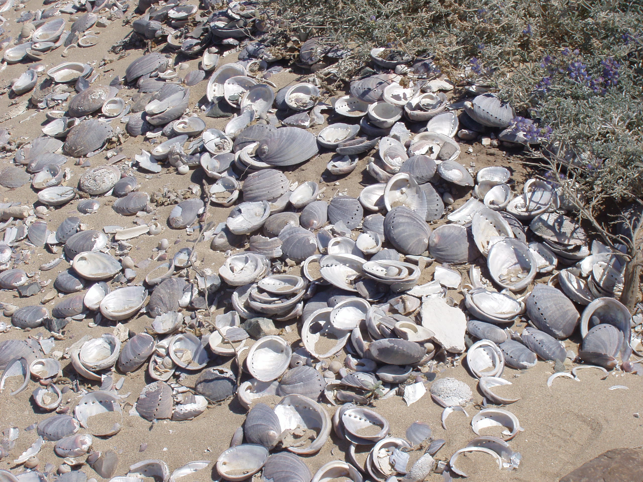 A midden on San Nicolas Island shows the remains of food eaten by native islanders. How many different types of food can you find? Courtesy of Steve Schwartz.