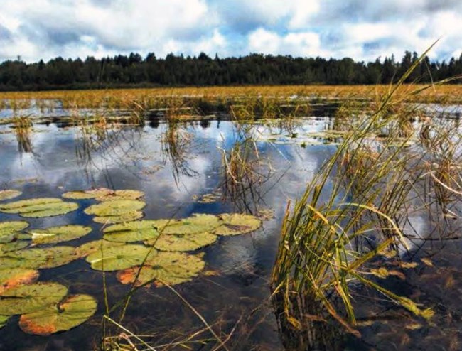 Image of water, plants, and sky.