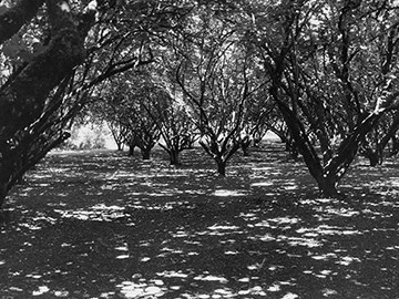 Image of trees planted in rows.