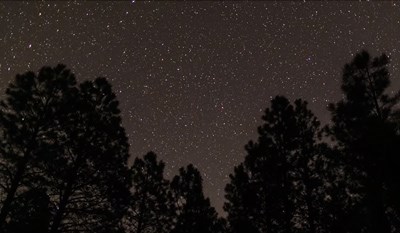 Silhouetted trees frame this starry night sky view