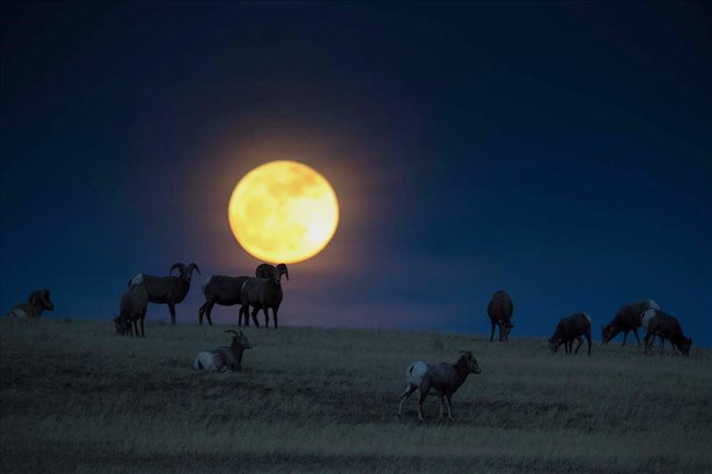 Bighorn and moon rise at Badlands National Park
