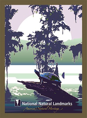 Graphic drawing of turtle basking in cypress swamp