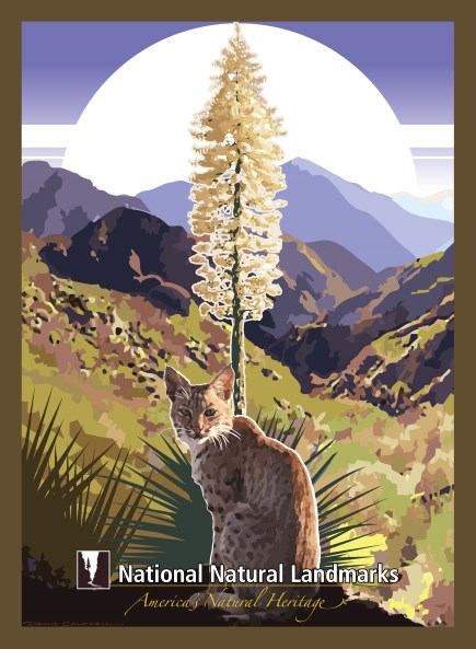 Graphic artwork of bobcat in mountain area with blooming flower