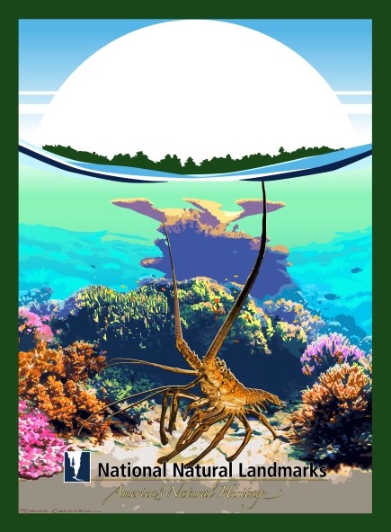 Graphic artwork of lobster in a coral reef