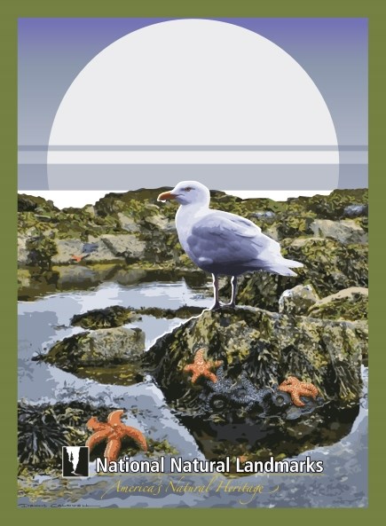 Gull on rocky seashore with tidal pools and sea stars