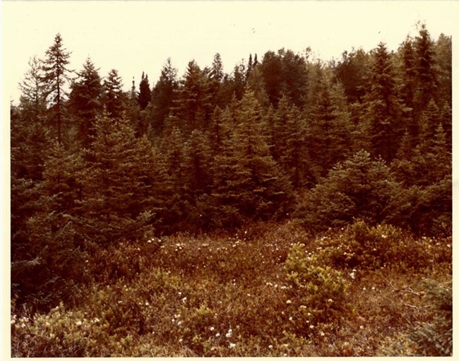 Molly Bog eval picture 1972 Paul Favour NPS