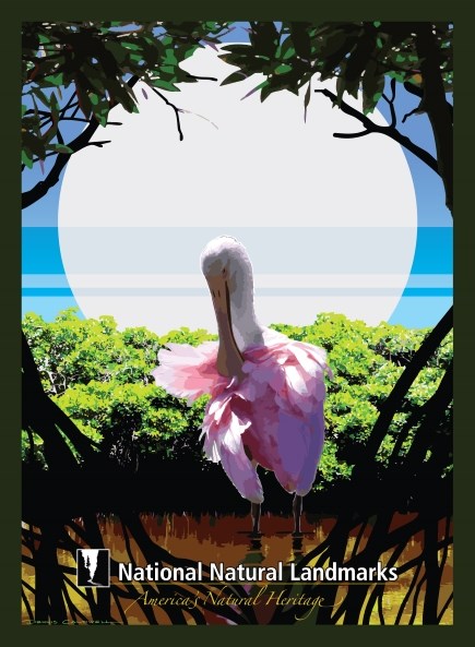 Graphic artwork of pink water bird in magrove swamp