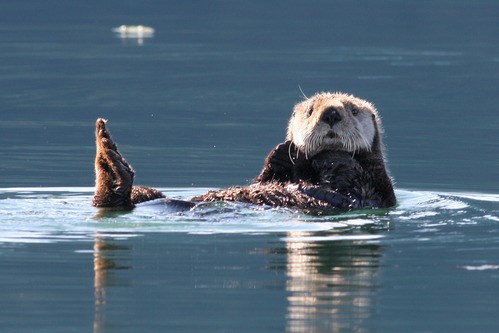Sea otter in Kenai Fjords National Park