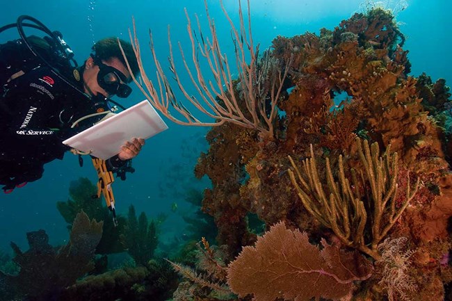 scuba diver studying coral underwater