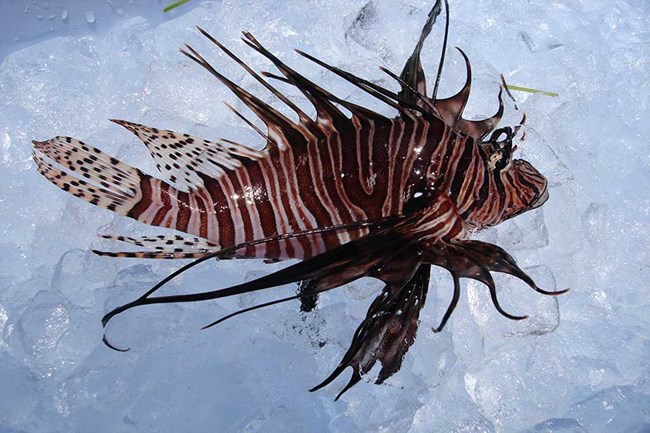 close-up view of a lionfish on a bed of ice