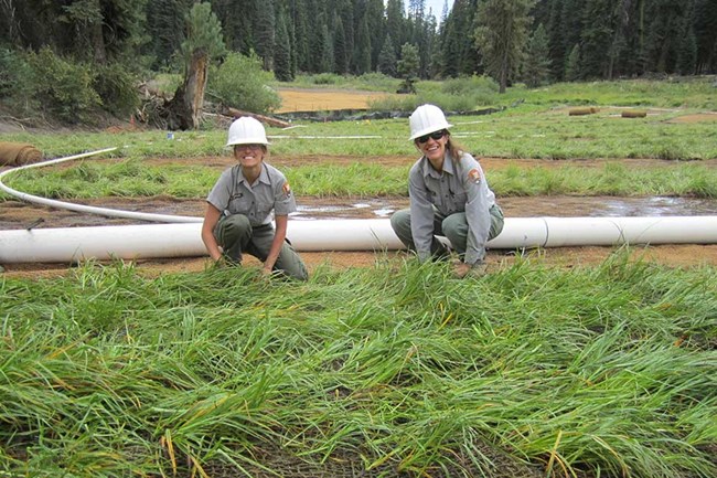 two park rangers working in grass