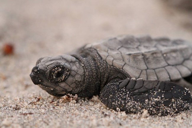 black baby sea turtle moving across the sand