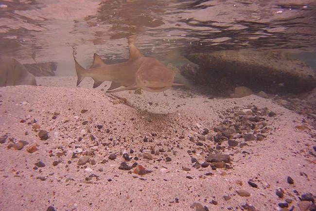 tan shark swimming above sandy bottom in shallow water
