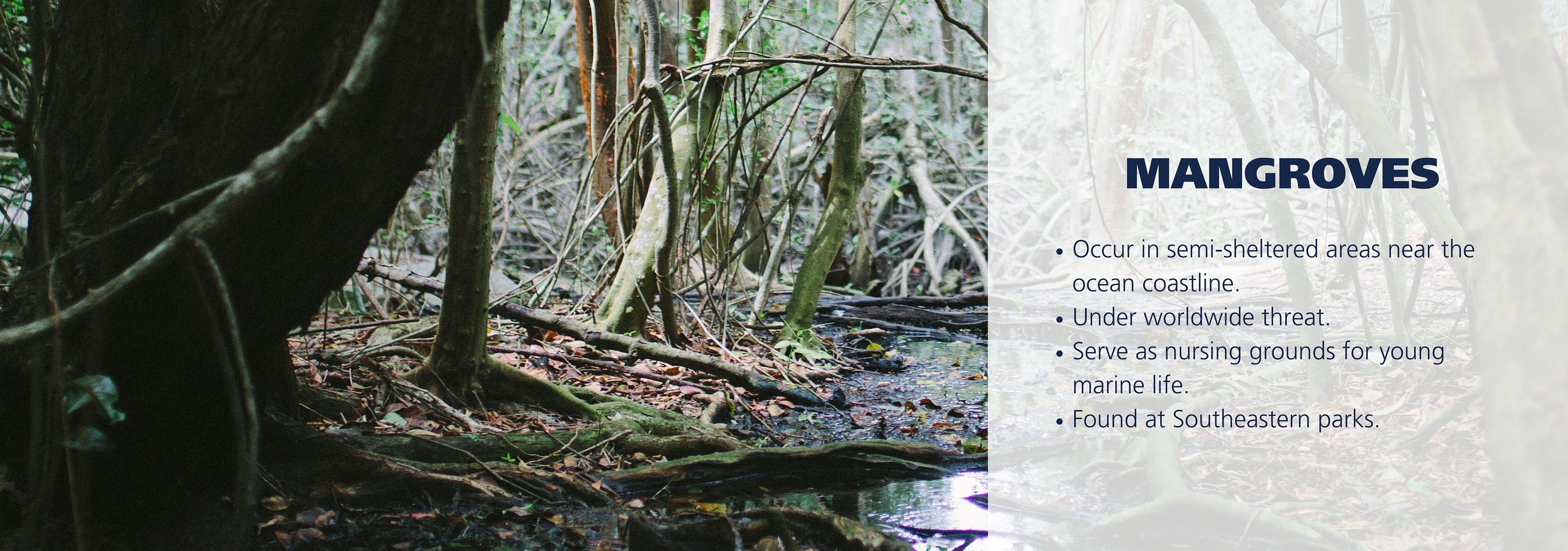 Mangroves at Everglades National Park. Text over image: Occur in semi-sheltered areas near the ocean coastline. Under worldwide threat. Serve as nursing grounds for young marine life. Found at Southeastern parks.