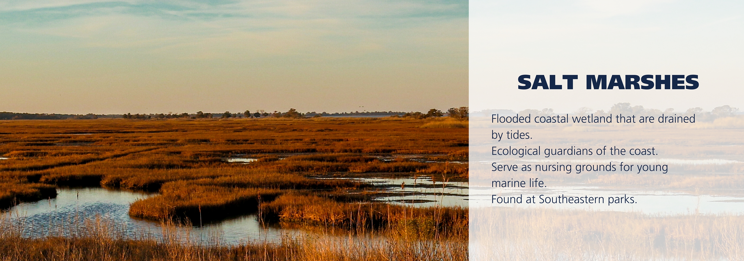 Salt marsh during sunset. Text over image reads: Flooded coastal wetland that are drained by tides. Ecological guardians of the coast. Serve as nursing grounds for young marine life. Found at Southeastern parks.