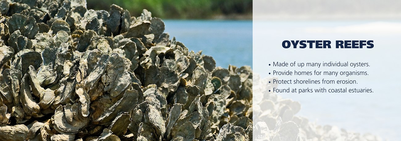 Oyster reef with text over image reading: Made of up many individual oysters. Provide homes for many organisms. Protect shorelines from erosion. Found at parks with coastal estuaries.