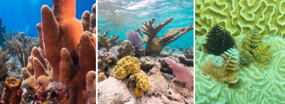 a triptych of 3 different types of coral