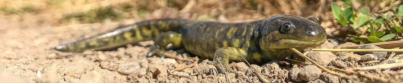 Large salamander with an upside-down smile, walking over dry dirt.