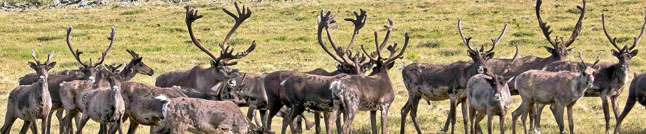 Herd of caribou, many with impressive antlers, on a grassy landscape