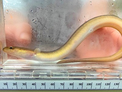 Small adult American eel in a small fish tank