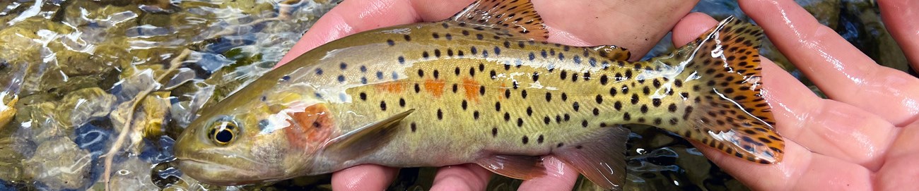 hands holding a colorful, spotted fish