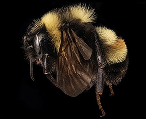 Magnified photo of a black and beige bumblebee
