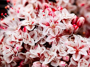 Pink and white flowers with long, red-tipped stamens