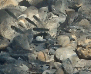 Animation of young Chinook salmon swimming over a rocky stream bed