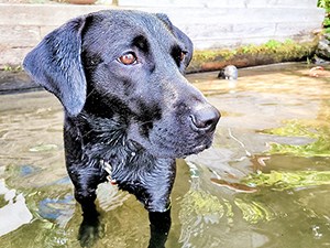 Black labrador retriever standing in a lake with green plants or algae floating on the surface