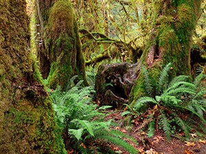 A lush forest filled with large trees , moss, and ferns