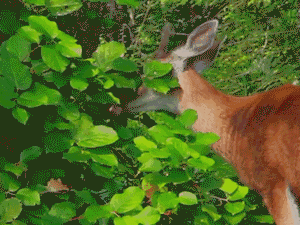 A deer chewing on green vegetaton in a forest