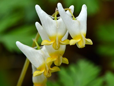 Yellow and white flowers on a green background