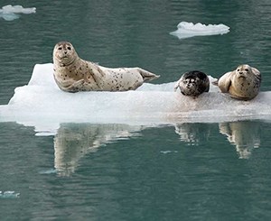Three harbor seals on ice floating on turquoise blue water